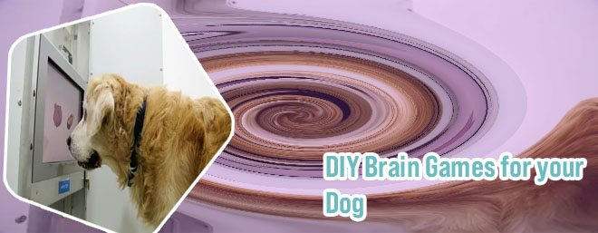 Brain games for dogs