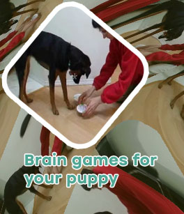 Mind games for dogs